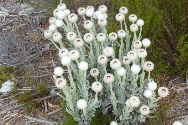 Table Mountain flora - White Everlastings