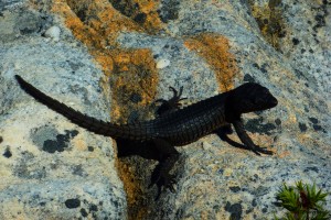 Table Mountain flora - Black Girdled Lizard 