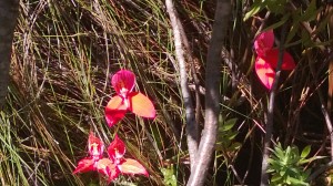 Table Mountain Red Disa